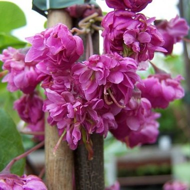 cercis pink pom poms